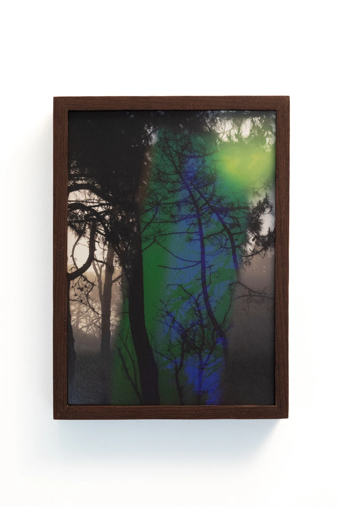 Sjoukje van Gool _ Behind the Trees
