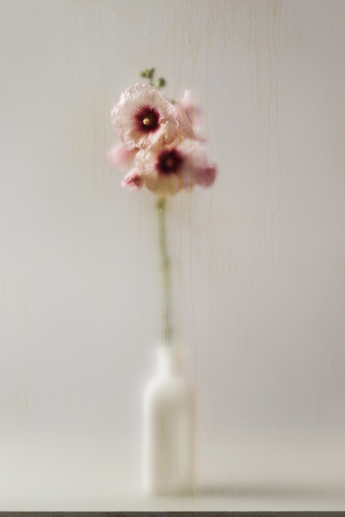 Titus Brein-Alcea Opale II